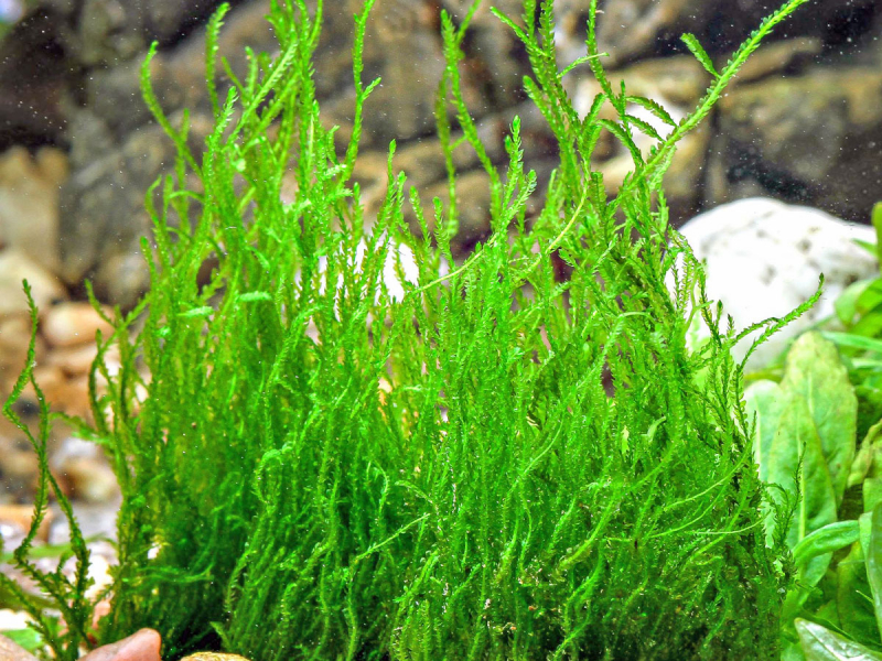 Flammen-Moos - Taxiphyllum sp. 'Flame Moss' in vitro